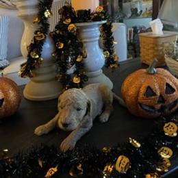 Goldendoodle Puppies from Da Ruba Doodles