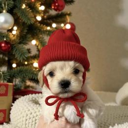 Everest - Cream male Maltipoo puppy in St. George, Utah from Winchester Hills Poodles and Doodles