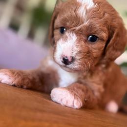 Malibu - Apricot female Cavapoo puppy in Gilbert, Arizona from Sunburst Doodles