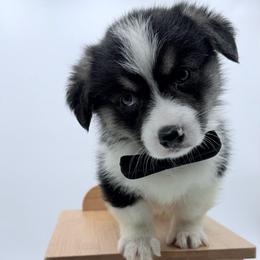 Pumba - Black and tan male Pembroke Welsh Corgi puppy in Vacaville, California from Hope_4thebay_Corgis