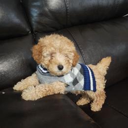 Boy 1 - Brown Poodle puppy in Augusta, Georgia from Royalti Pups