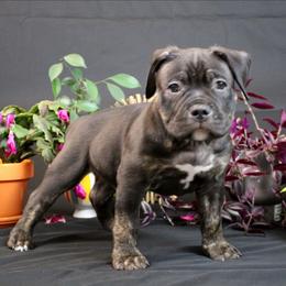 Green Collar - Black brindle male American Bully puppy in Easton, Maryland from Night Court Bullies