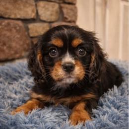 Caspian - Black and tan male Cavalier King Charles Spaniel puppy in Mount Dora, Fl, Florida from Breezy Palms Cavaliers