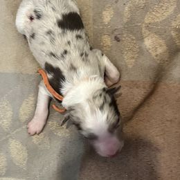 Male 1 - Blue merle male Border Collie puppy in Shell Knob, Missouri from Stoneridge Kennel