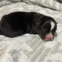 Dede - Black tri female Miniature Australian Shepherd puppy in Dillwyn, Virginia from Sand Creek Toy and Mini aussies