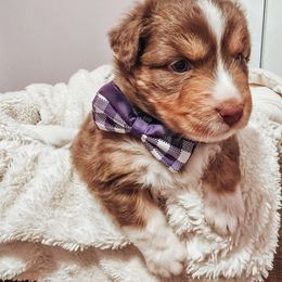 Australian Shepherd Puppies from Lake Daze
