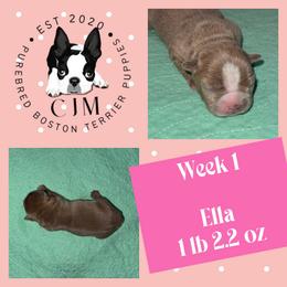 Ella - Lilac female Boston Terrier puppy in Jupiter, Florida from CJM Boston and Boxer Puppies