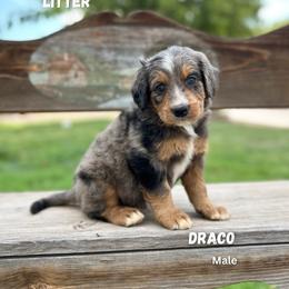 Draco - Blue merle male Bernedoodle puppy in Thatcher, New Mexico from Brush Fire Doodles