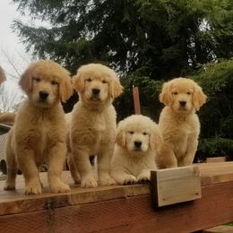 Golden Retrievers from Mount Diablo Golden Retrievers
