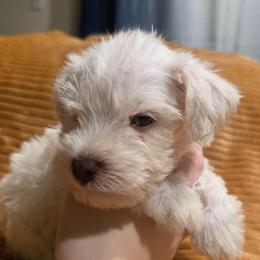 Fraisier - Wheaten male Miniature Schnauzer puppy in Graham, Washington from Olivia's Miniature Schnauzer's