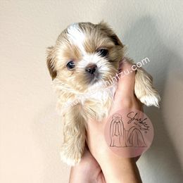 AKC Winnie - Red and white female Shih Tzu puppy in Moses Lake, Washington from Shurbeez Shih Tzu