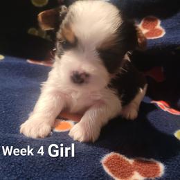 Girl 4 - Parti female Yorkshire Terrier puppy in Adams, North Dakota from Mathiasons Little Barkers