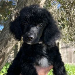 Tinsel - Black Poodle puppy in Arroyo Grande, California from Ever So Clever Poodles