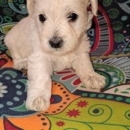 Shy-la - White female Schnoodle puppy in New Cambria, Kansas from Shrivers' Sweethearts