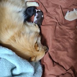 Pomeranian Puppies from Merri's Pom's