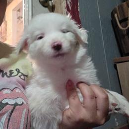 Luna - Red merle female Miniature Australian Shepherd puppy in Dalhart, Texas from RNL Family Raised Pups