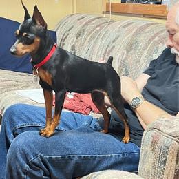 Marcy - Miniature Pinscher