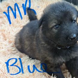 Mr Blue - Sable male German Shepherd puppy in Berlin, Wisconsin from Gypsy Miracle Kennels