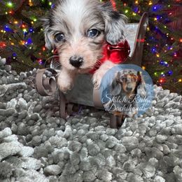 Pebbles - Piebald female Dachshund puppy in Adamsville, Tennessee from Shiloh Ridge Dachshunds