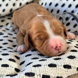 Ozzy - Red male Cavapoo puppy in Preston, Idaho from Rocking JH Pup Co