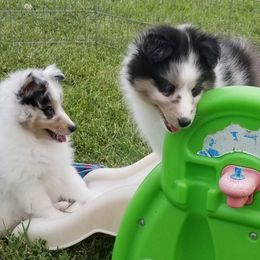 Shetland Sheepdogs from Krayola Shelties