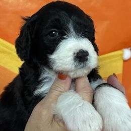 Jett - White and black female Bordoodle puppy in Oak Hill, West Virginia from Highlands Bordoodles