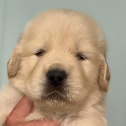 Dolly - Golden female Golden Retriever puppy in Saint Pauls, North Carolina from Copperfield’s Goldens