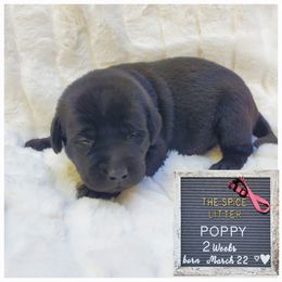 Girl 1 - Black Labrador Retriever puppy in Woodstock, Georgia from River Ridge Labrador Retrievers