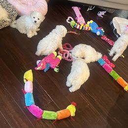 Bichon Frise Puppies from Heavenscent Bichons