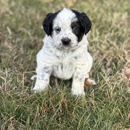 Trixie - Blue female Assorted Doodle Crosses puppy in Ohio from Holley Doodles