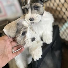 Miniature Schnauzer Puppies from L & R Miniature Schnauzers