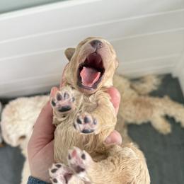 Pink Collar Girl - Apricot female Goldendoodle puppy in Litchfield, Connecticut from Gracie Doodles CT