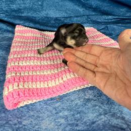 Dior - Black and tan parti female Pomeranian puppy in Leesburg, Virginia from Capital Poms & Pomskies