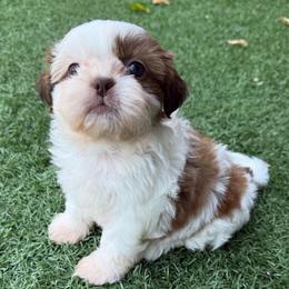 Honey - AKC Champion Bloodline - Gold and white female Shih Tzu puppy in Long Beach, California from Prieto Shih-Tzu's