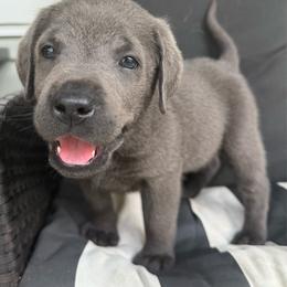 Grey - Charcoal male Dilute Retriever puppy in Marion, Illinois from Summer Lovin’ Labradors of Southern Illinois