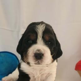 Mr Blue - Black white and tan male English Springer Spaniel puppy in Montville, Connecticut from Hillside Springs Farm
