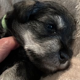 Miniature Schnauzer Puppies from Aurora Miniature Schnauzers