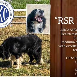 Border Collies from RSR Border Collies
