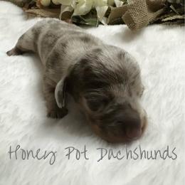 Willow - Dapple female Dachshund puppy in Glen Saint Mary, Florida from 🍯 Honey Pot Dachshunds 🐾