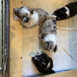 Shetland Sheepdog Puppies from Acclaim Shelties