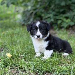 Ella - Black and white female Cardigan Welsh Corgi puppy in Hope, Arkansas from Foxy Knoll Farm