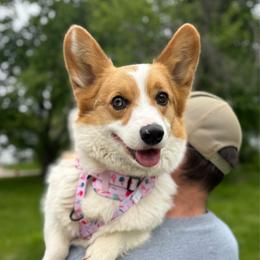 Lucy - American Corgi