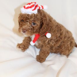 Tinsel (Pink collar girl) - Brown female Cavapoo puppy in Eagle Mountain, Utah from Liberty Farms Puppies