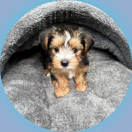AKC Milo - Black and tan male Yorkshire Terrier puppy in Bonney Lake, Washington from Enchanted Yorkies