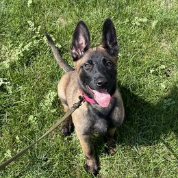 Belgian Malinois, Dutch Shepherds, German Shepherds, and xDutch Shepherds from Vom Jazzigen Haus
