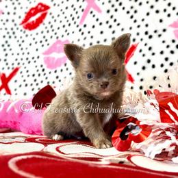 Adidas - Silver male Chihuahua puppy in Anderson, South Carolina from Lil Treasures Chihuahuas