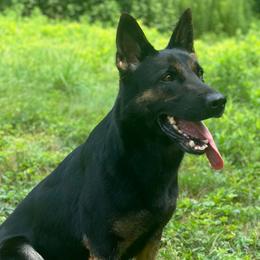 Raksha - German Shepherd