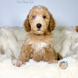Marina - Apricot female Double Doodle puppy in Southwest Ranches, Florida from Dandy Doodle Ranch