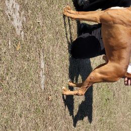 Raider - Boxer