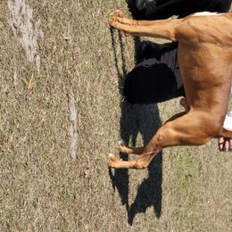 Raider - Boxer